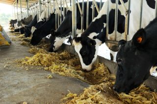 Stockfotografie: iStock_000051662516_Large-legal-guarantee-524691235 Milchkühe beim Fressen in einer Reihe