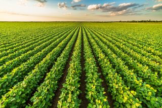Photographies de stock : Champ de soja mûrissant en vert, paysage agricole