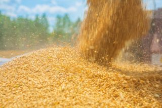 Стоковая фотография: iStock-534941441.jpg разлив кукурузы из пшеницы крупным планом instagram stile